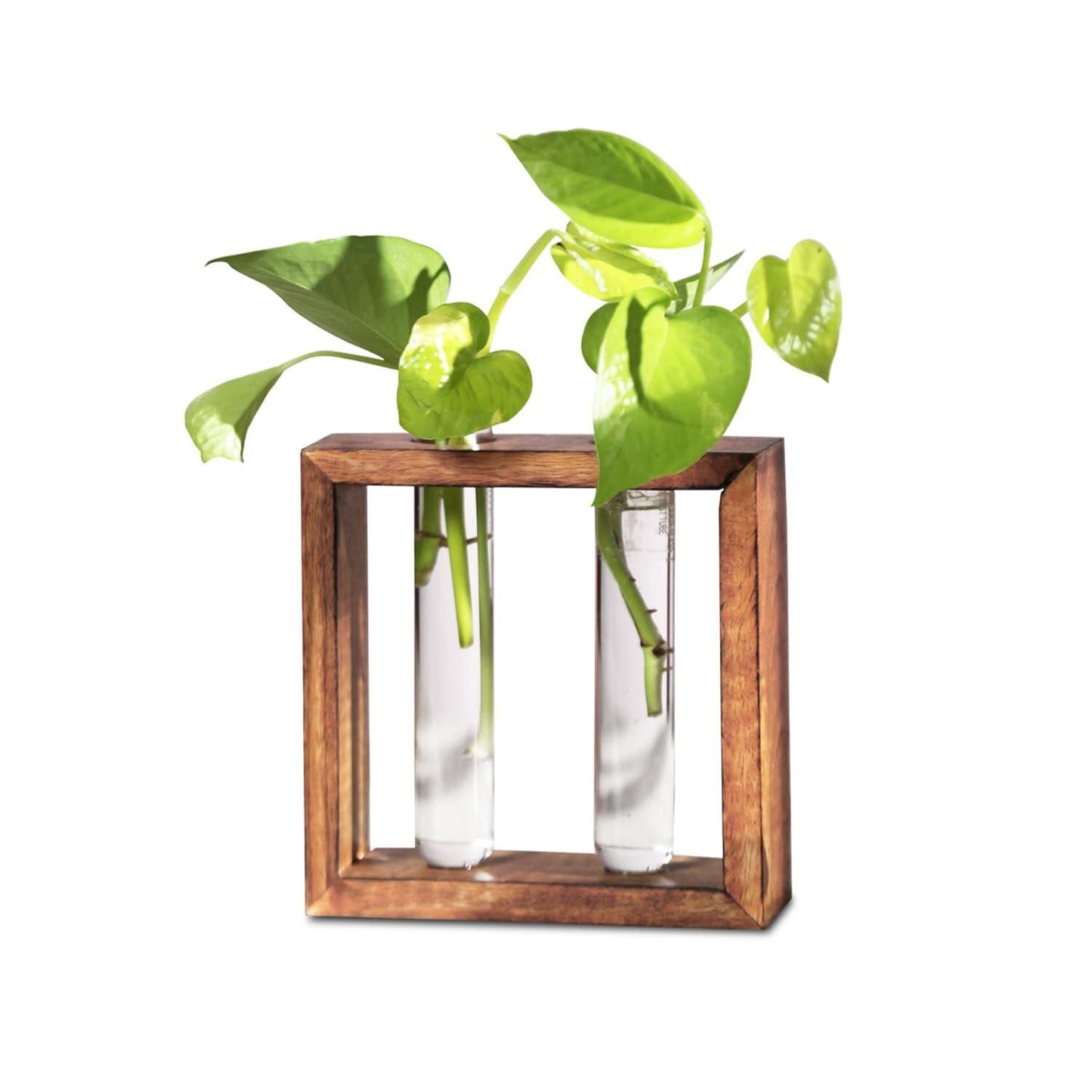 Glass Planter with Wooden Stand - Pass Ka Bazaar