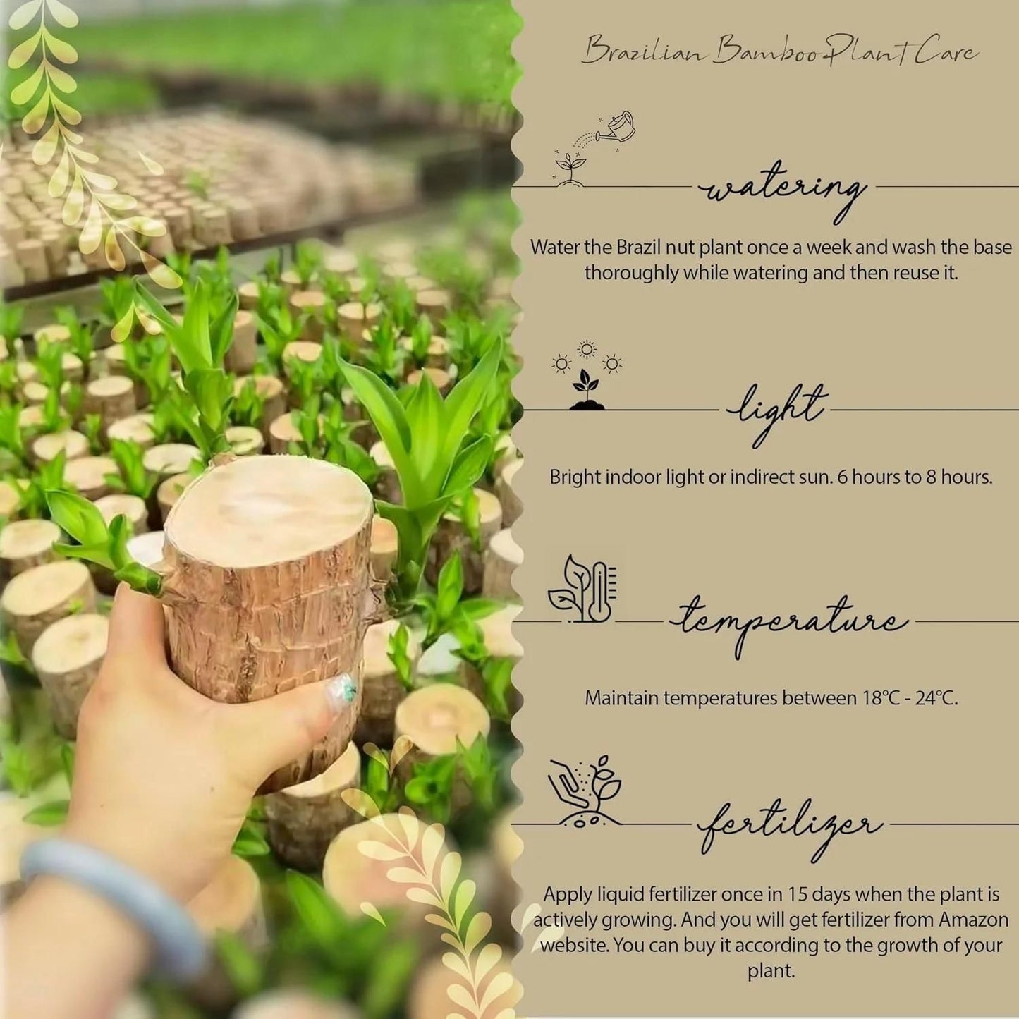 Hand holding a Brazil nut plant with care instructions on a blurred background of plants.