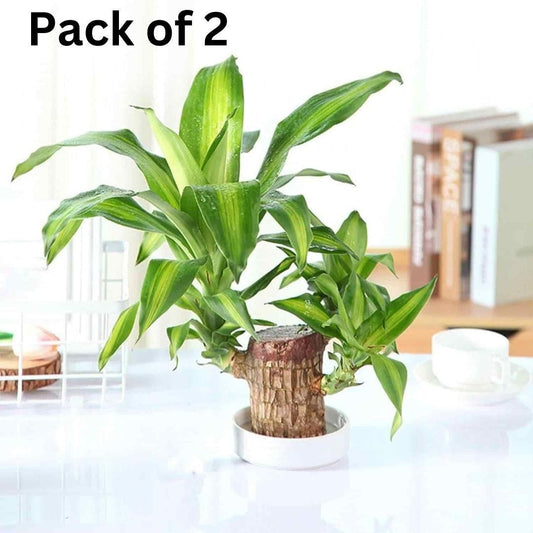 Brazilian Lucky Wood Mini Plant Decoration Set - Pack of 2 with Monk Figurine